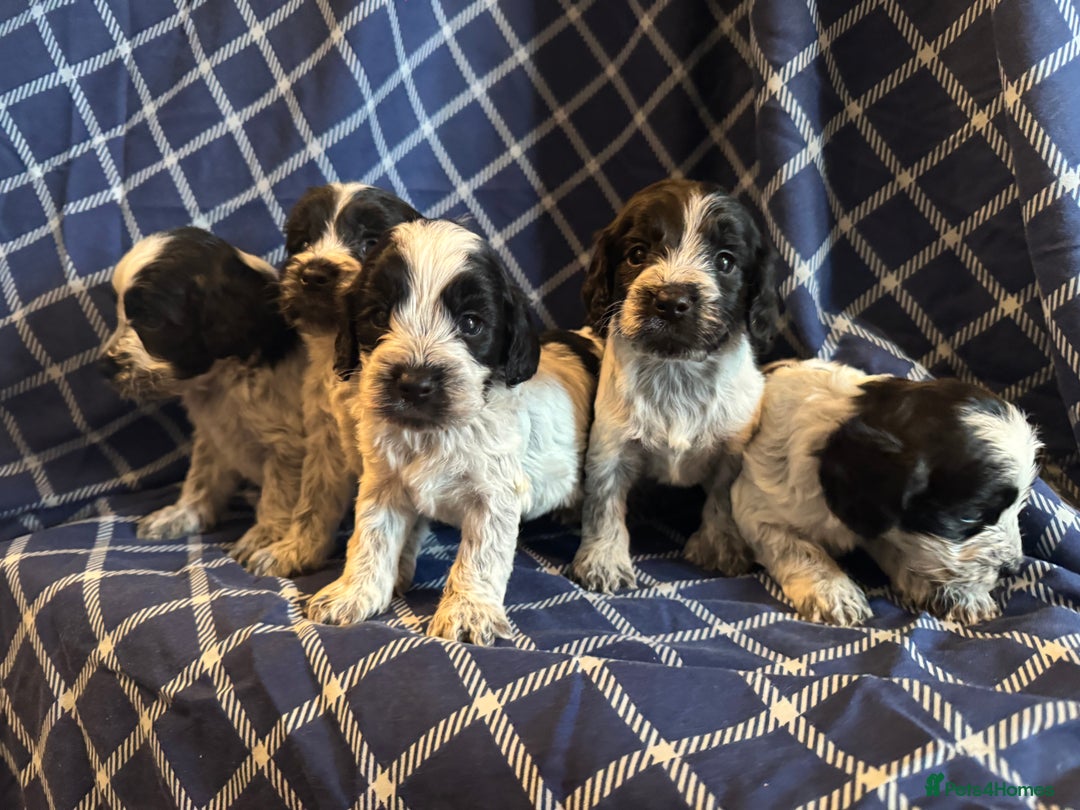 Cockapoo dogs for sale: Cockapoo puppies ready to be reserved  - Image 8
