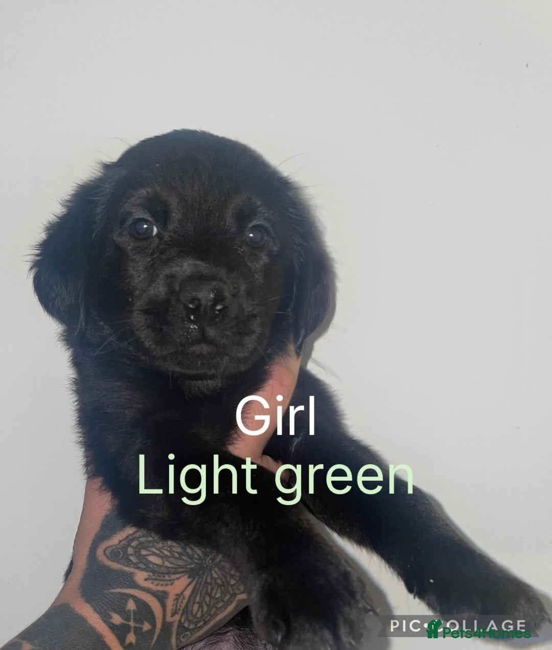 Mixed Breed dogs for sale: YOUR NEW BEST FRIEND IS WAITING!  - Image 5