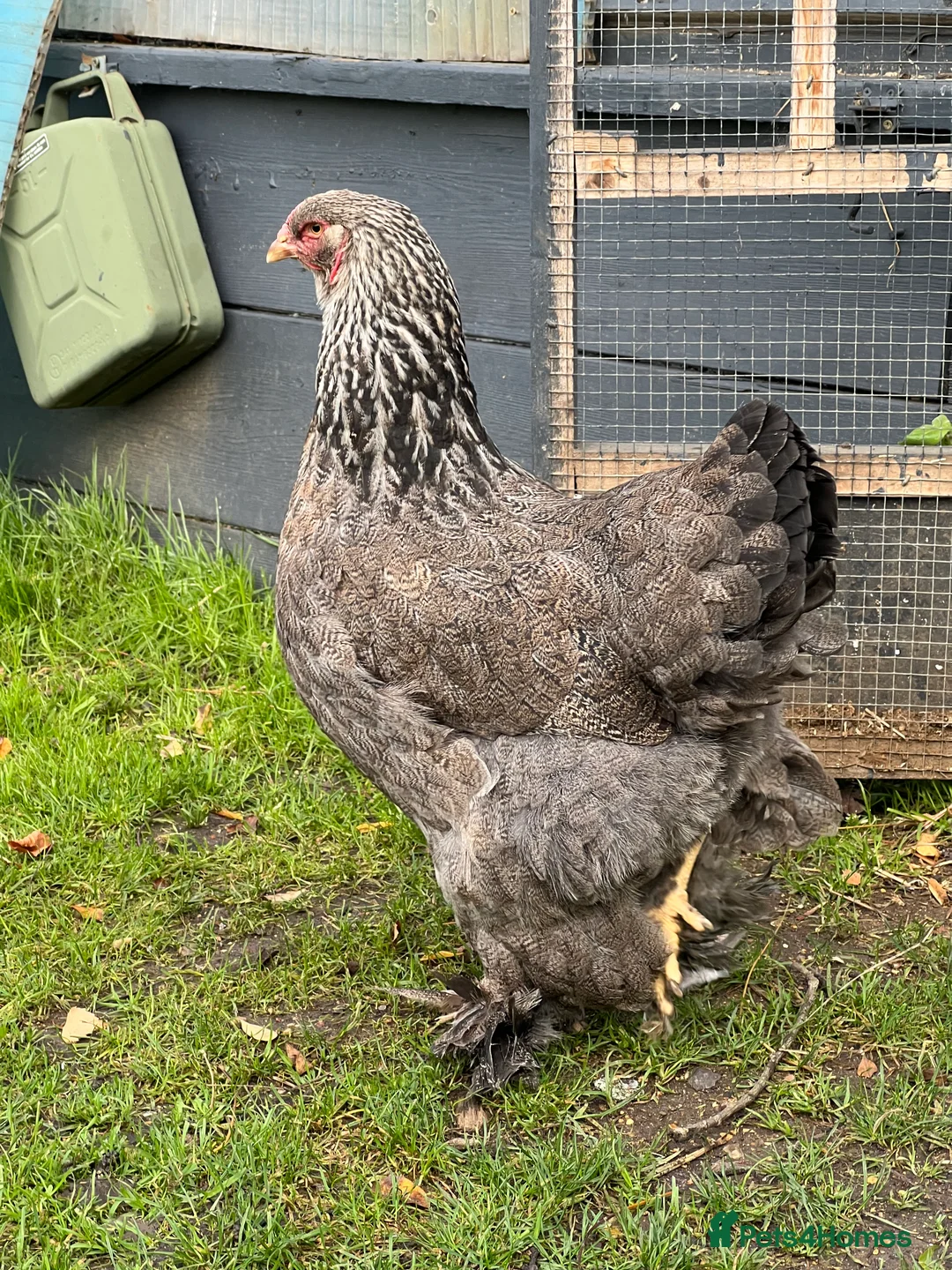Chickens poultry for sale: Gold and grey Brahma Hens large laying  - Advert 5