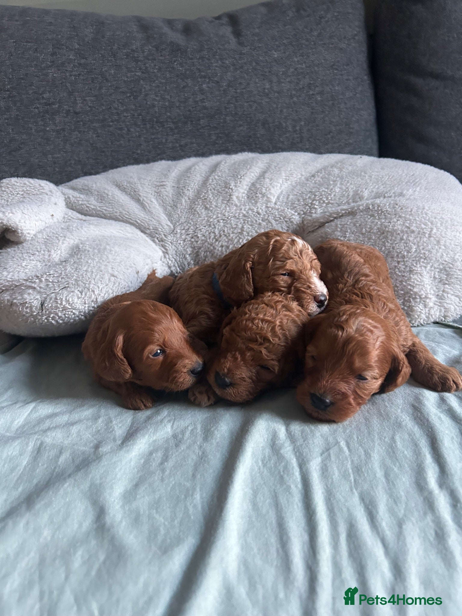 Cockapoo dogs Toy Cockapoo Puppies - Advert 4