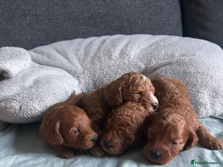 Cockapoo dogs Toy Cockapoo Puppies - Advert 4
