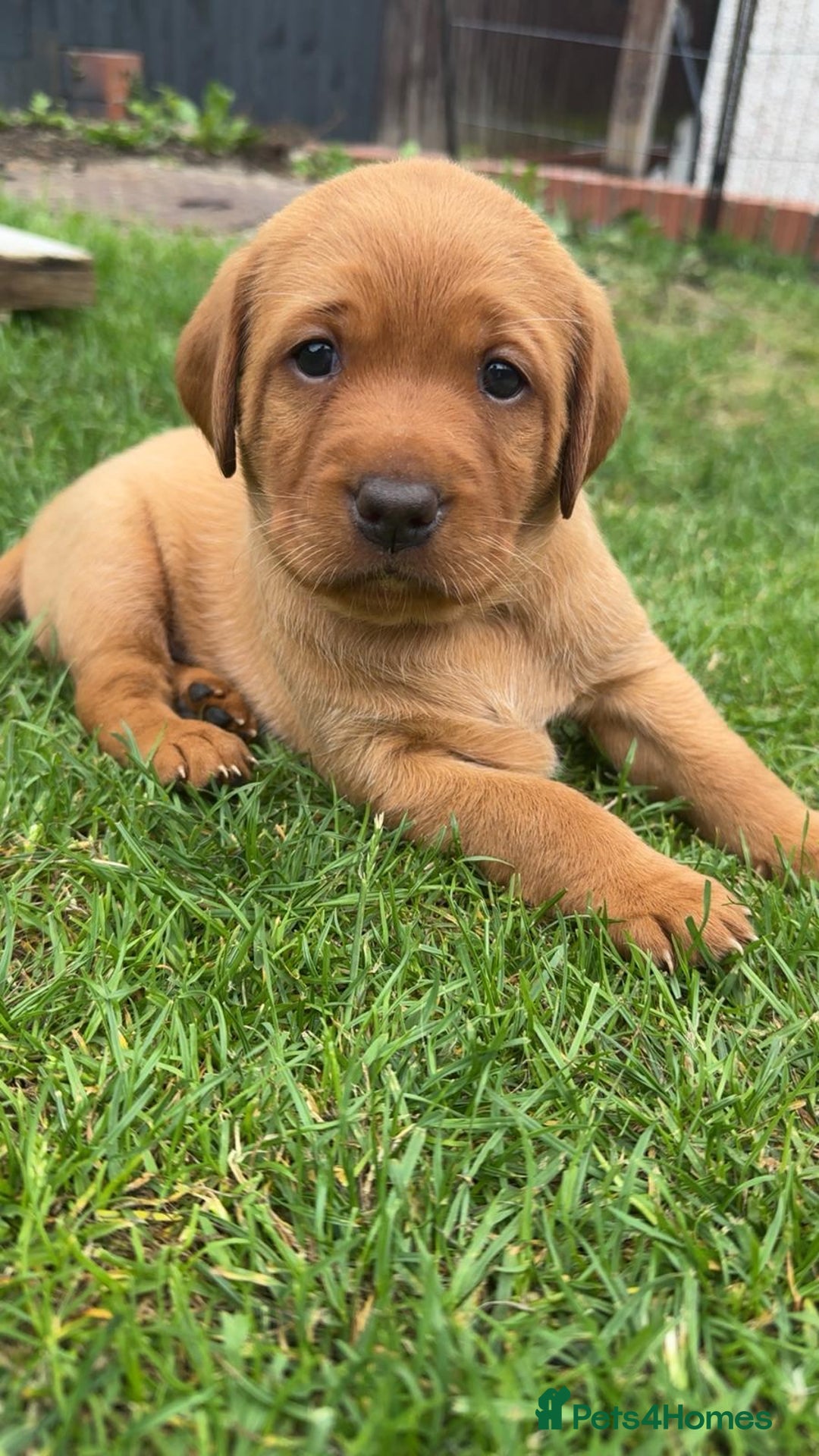 Labrador Retriever dogs for sale: Exquisite Fox Red Labrador Puppies – KC Reg in Chesterfield - Image 33