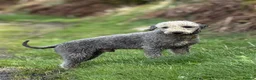 Bedlington Terrier dogs for stud: KC registered CT tested bedlington - Advert 4