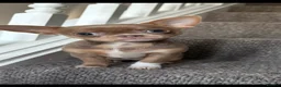 Chihuahua dogs for stud: Hugo the chihuahua proven stud - Advert 3