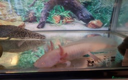 Axolotl reptiles for sale: Two axolotls  - Image 2