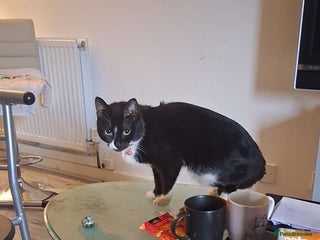 Bengal cats Spike male cat - Advert 15