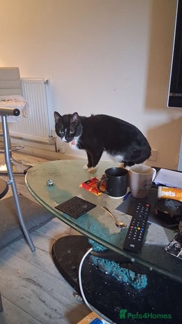 Bengal cats - Advert 1