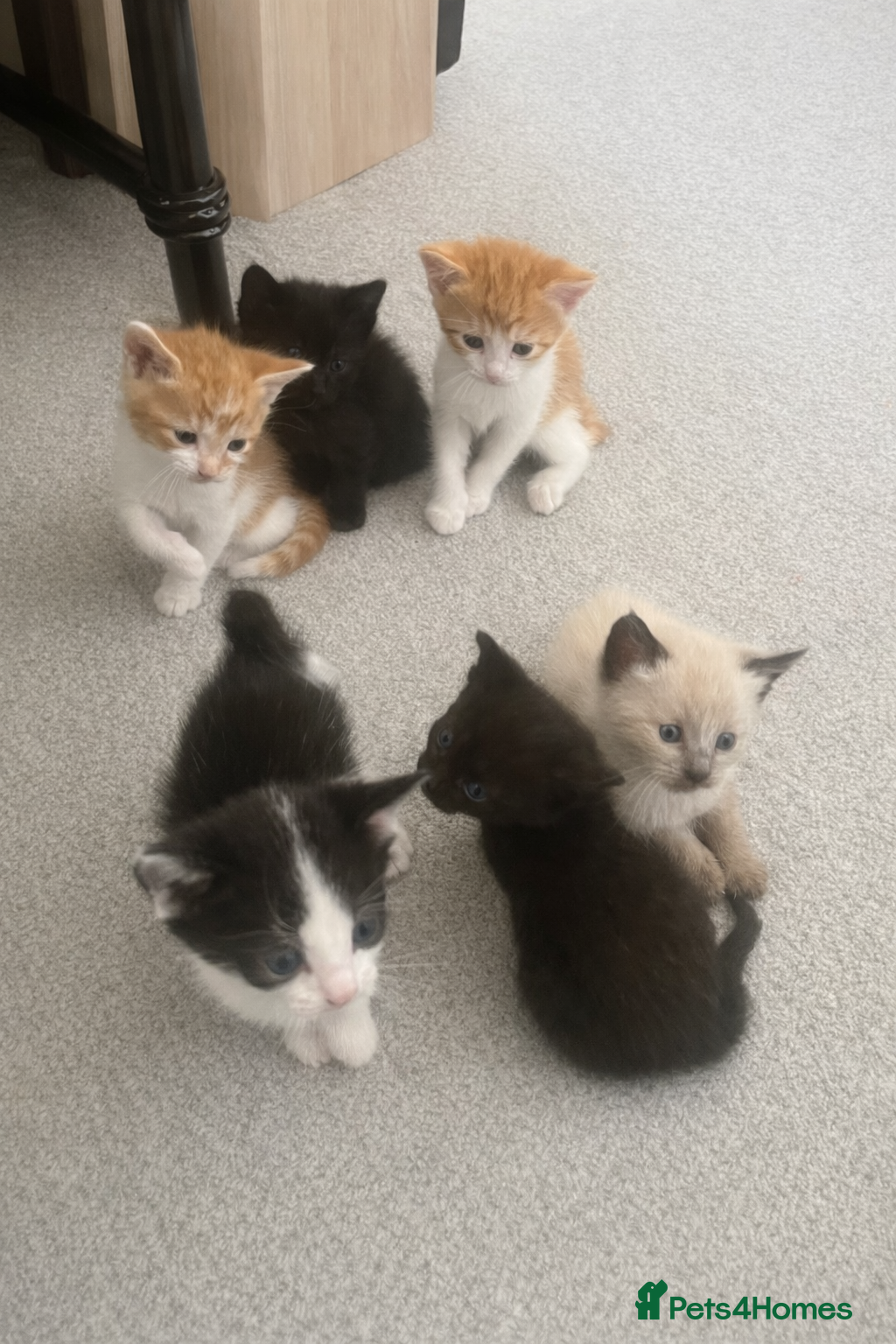Mixed Breed cats Adorable litter of 6 kittens - Advert 5
