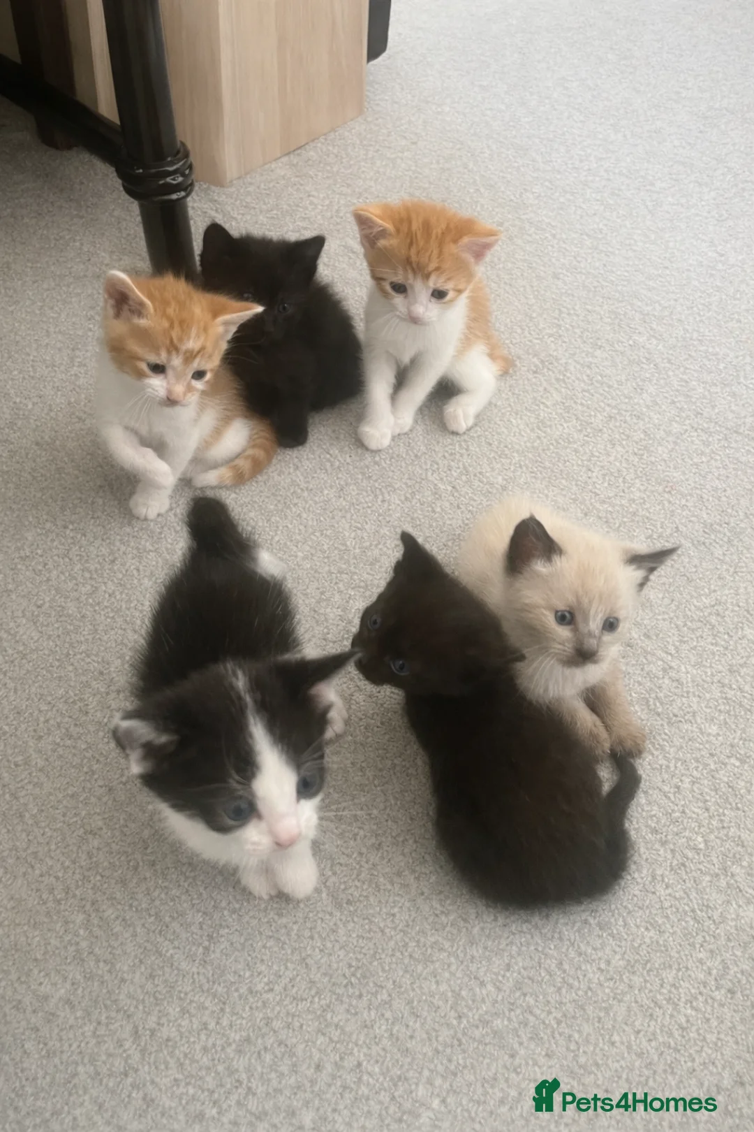 Mixed Breed cats for sale: Adorable litter of 6 kittens - Advert 1