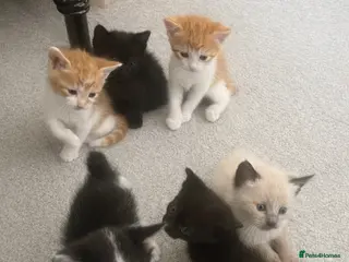 Mixed Breed cats Adorable litter of 6 kittens - Advert 5