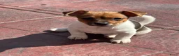 Jack Russell dogs for sale: Two gorgeous Jack Russell’s for sale in Barnsley - Advert 14