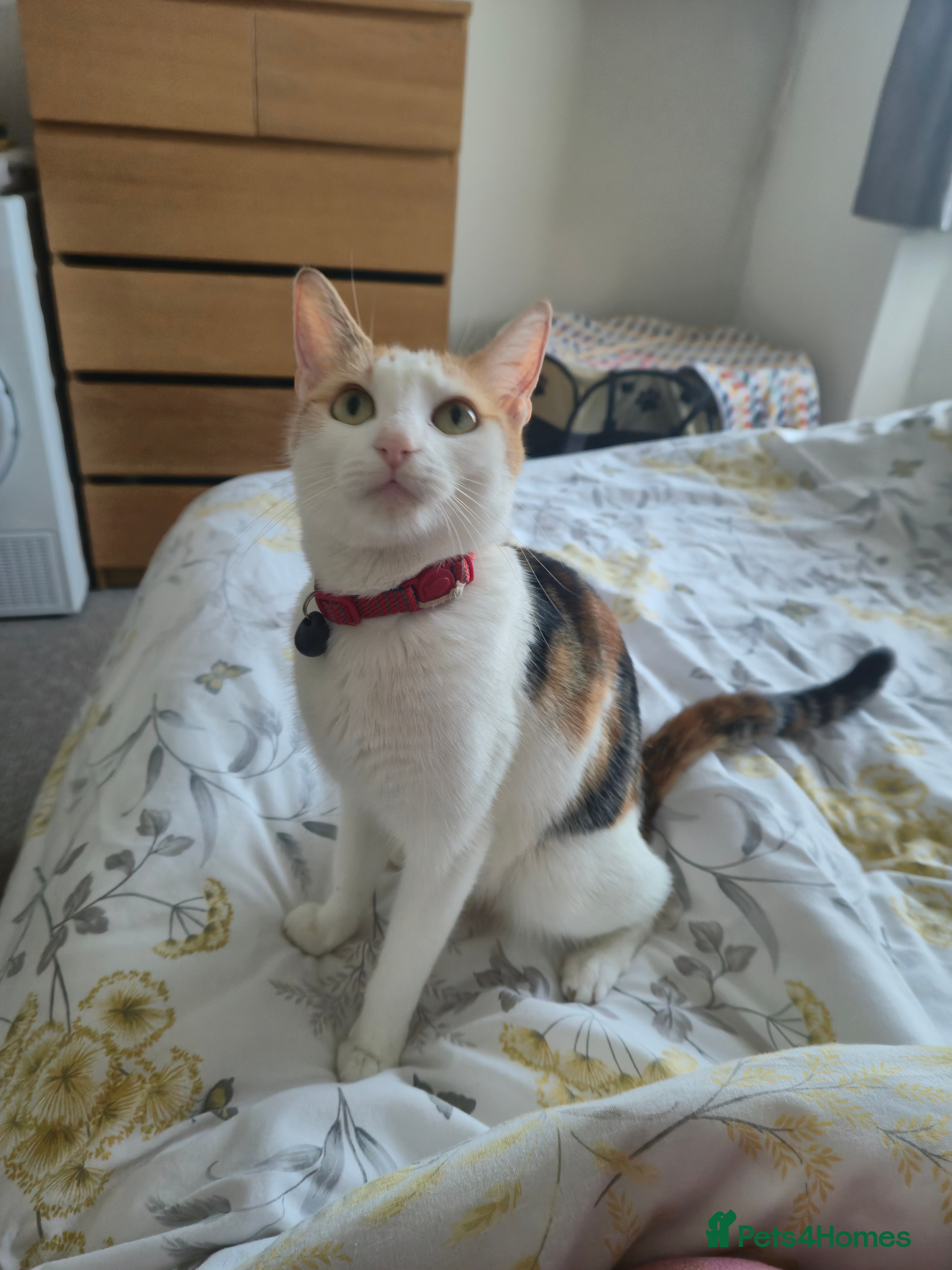 Domestic Shorthair cats 3 beautiful kittens - Advert 2