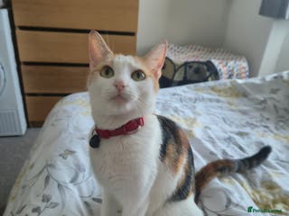 Domestic Shorthair cats 4 beautiful kittens - Advert 3