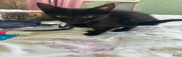 Mixed Breed cats for sale: Kittens  in Hayle - Advert 6