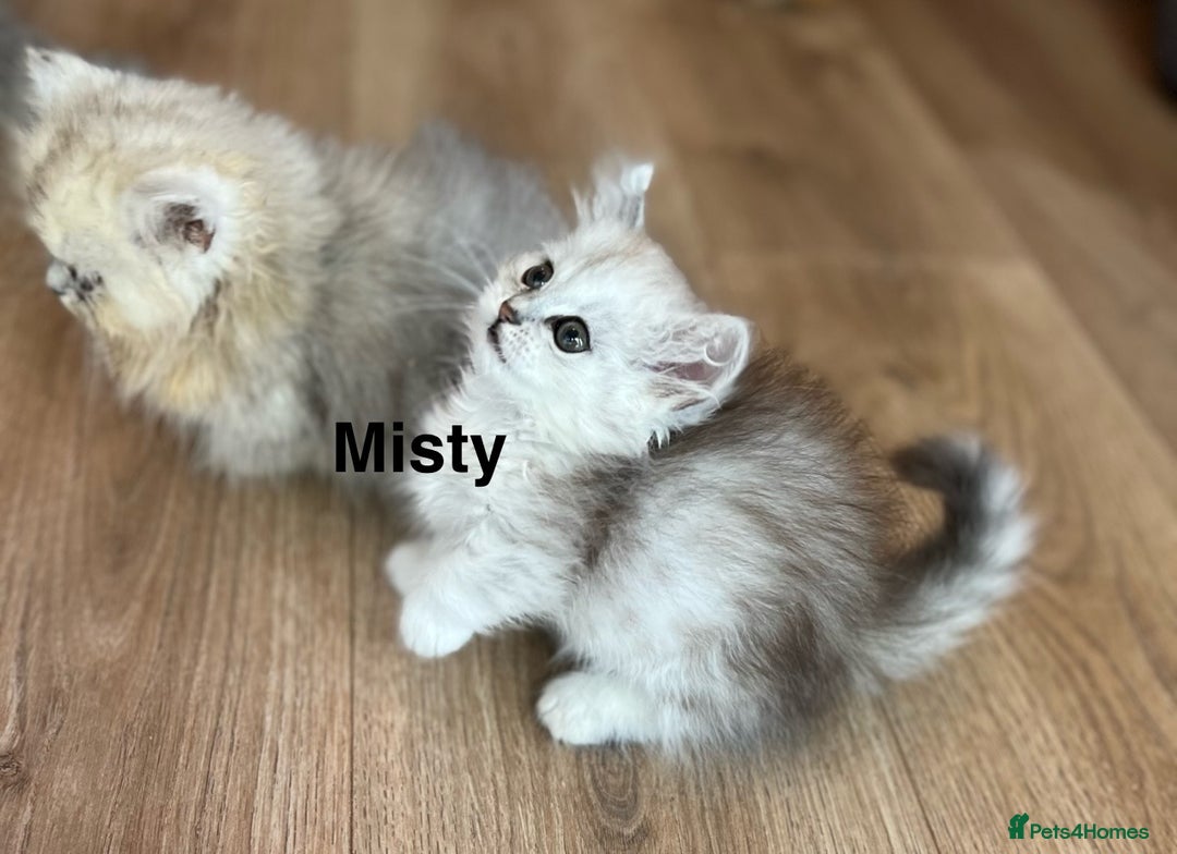 Munchkin cats for sale: Exceptional Quality & Extremely Rare Silver Minuet - Image 19