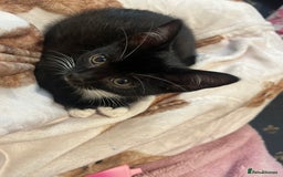 Mixed Breed cats for sale: 2 gorgeous playful kittens - Image 10