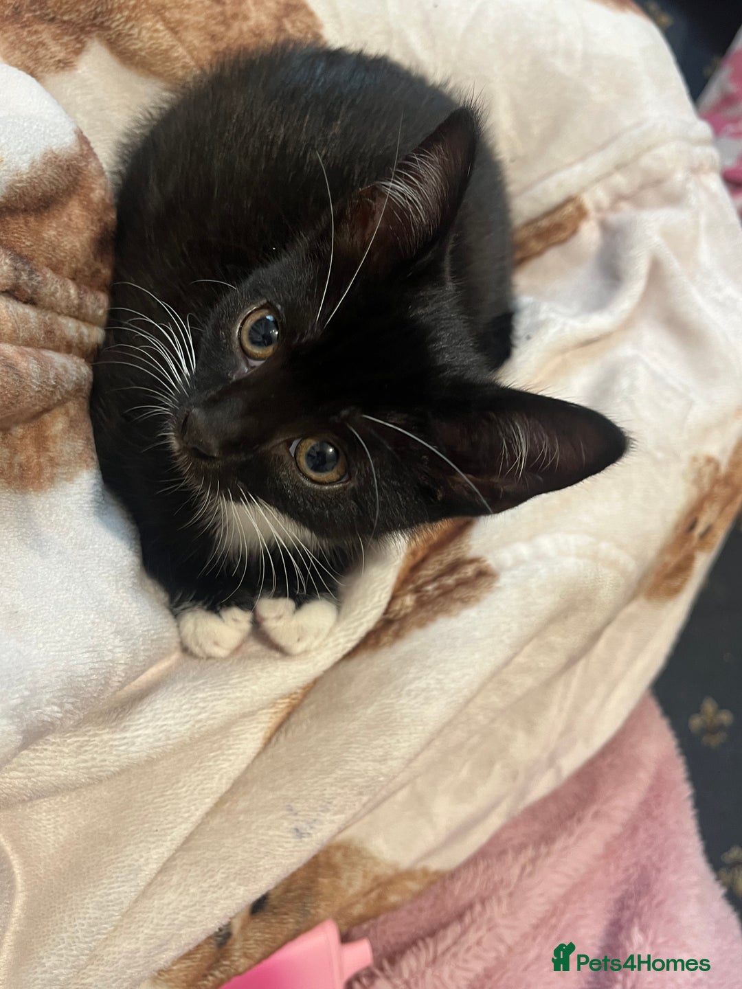 Mixed Breed cats for sale: 2 gorgeous playful kittens - Image 10