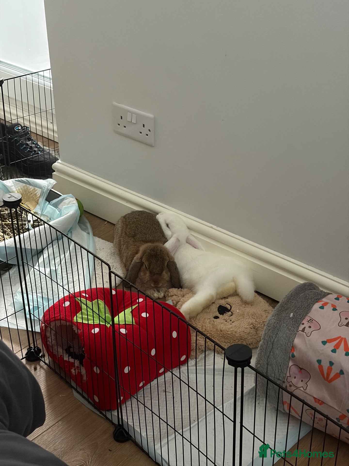 Mini Lop rabbits for sale: Mini Lop for sale - Advert 14