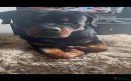Rottweiler dogs for sale: Jett - Male, 1 year old - Image 6