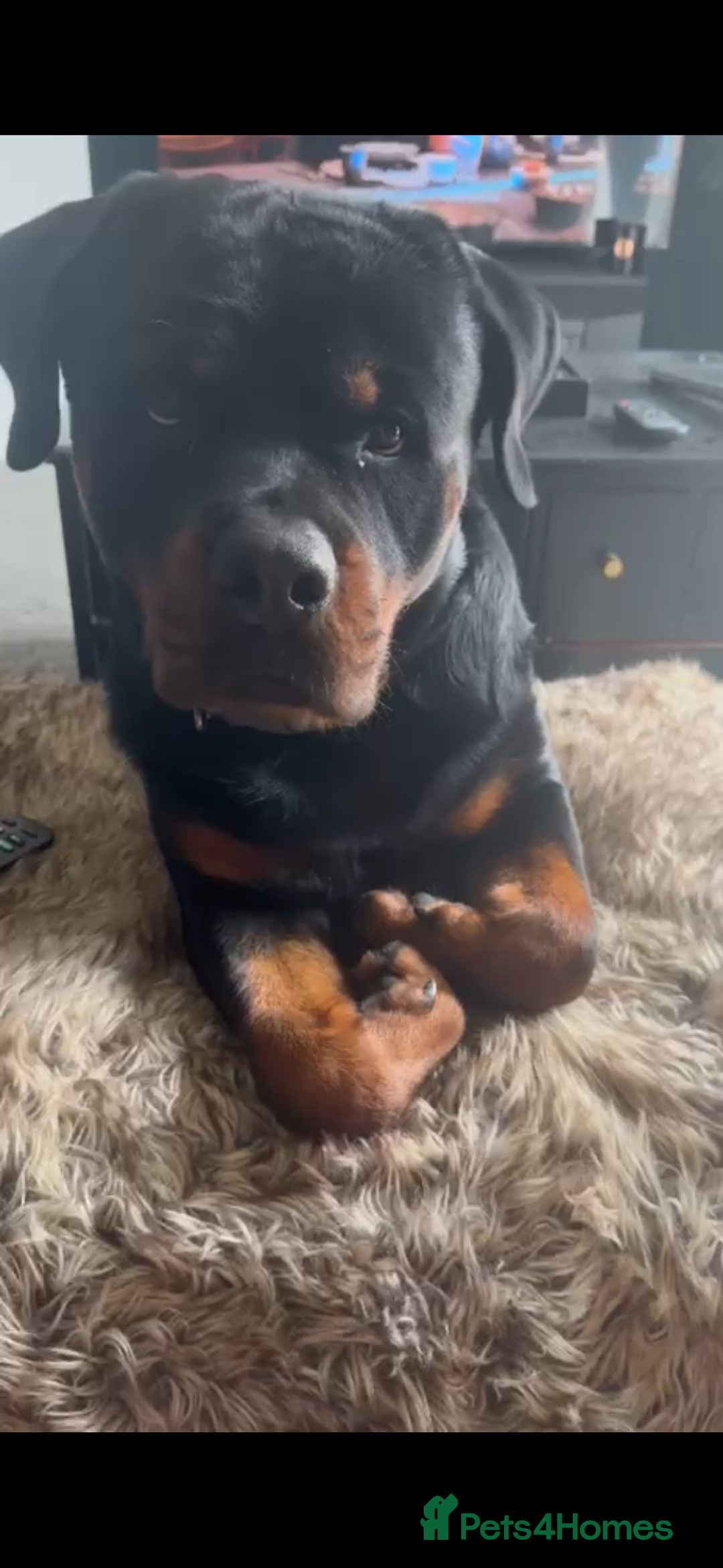 Rottweiler dogs for sale: Jett - Male, 1 year old - Image 6