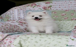 Japanese Spitz dogs for sale: Lovely Male Japanese spitz puppy - Image 1