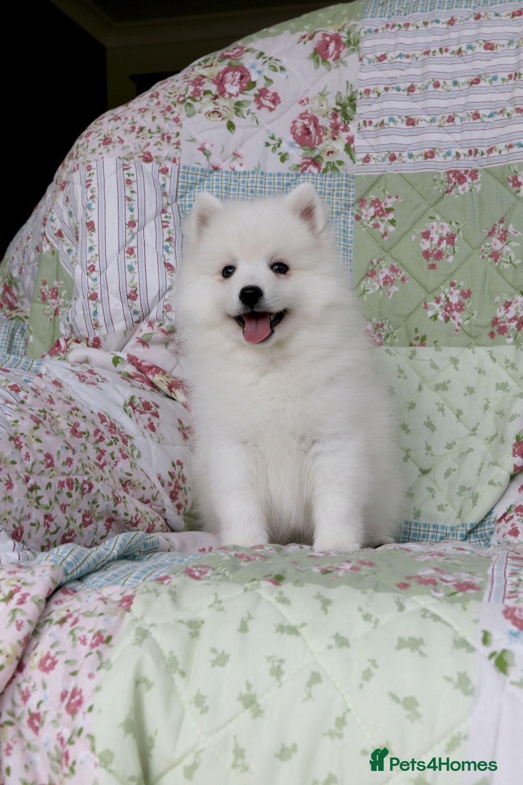 Japanese Spitz dogs for sale: Lovely Male Japanese spitz puppy - Image 1