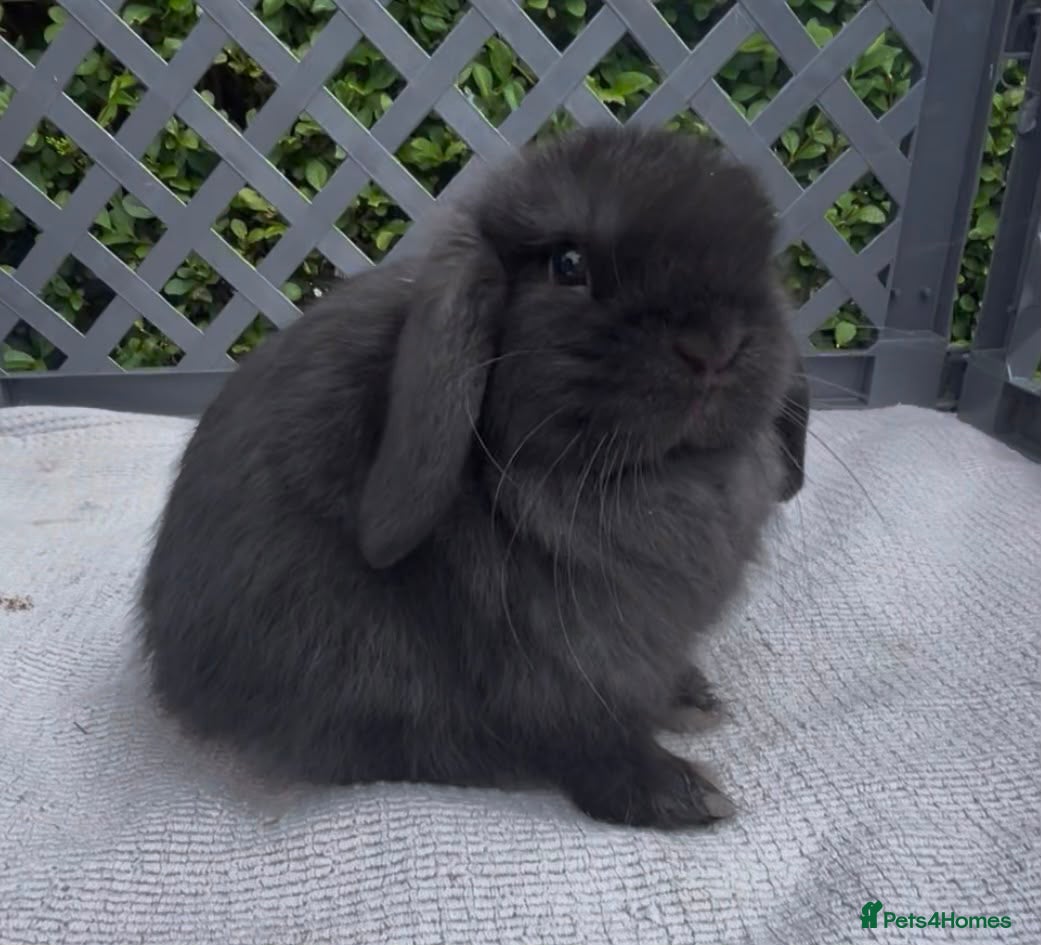 Mini Lop rabbits Pedigree mini lop babies - Advert 2