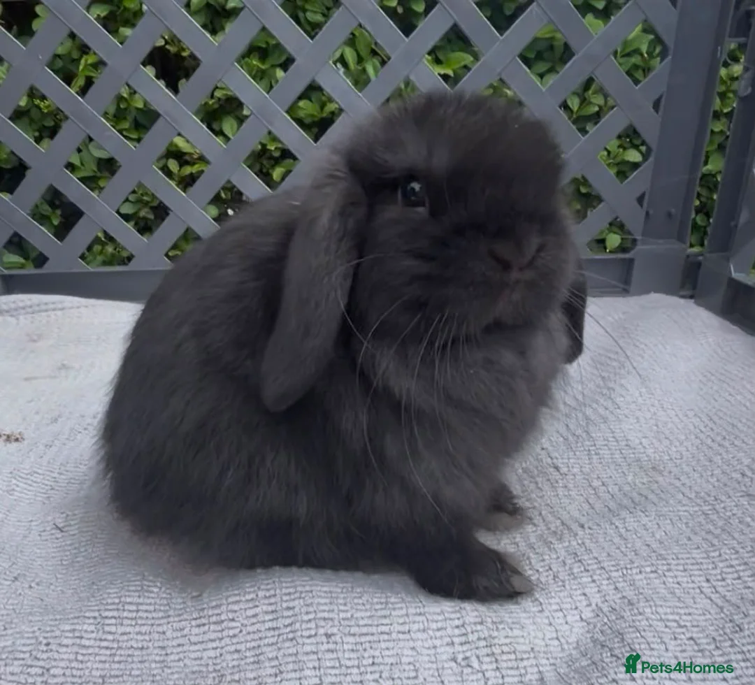 Mini Lop rabbits for sale: Pedigree mini lop babies - Advert 1