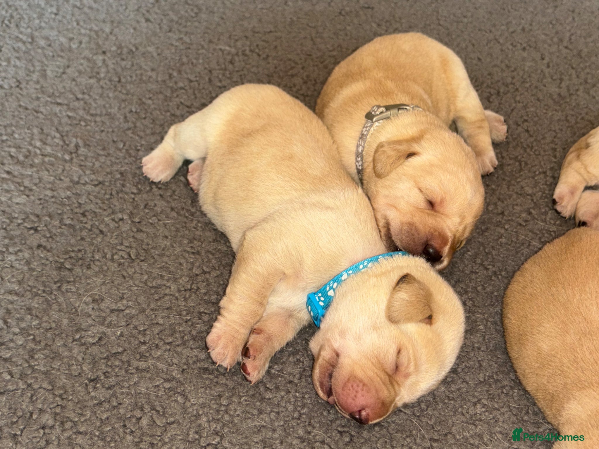 Labrador Retriever dogs for sale: Golden&Cream Kc registered Labrador Retrievers  - Advert 16