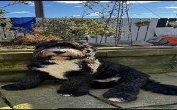 Sheepadoodle dogs for sale: unique sheepadoodles due - Image 28