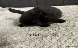 Mini Lop rabbits for sale: Stunning mini lop babies  - Image 6