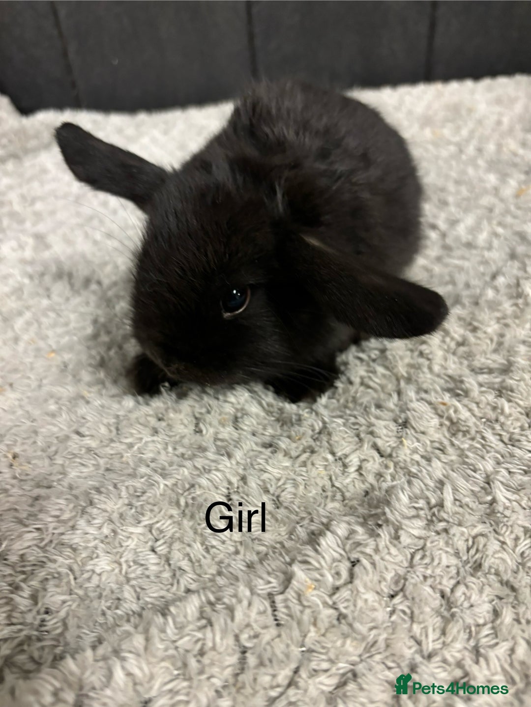 Mini Lop rabbits for sale: Stunning mini lop babies  - Image 6