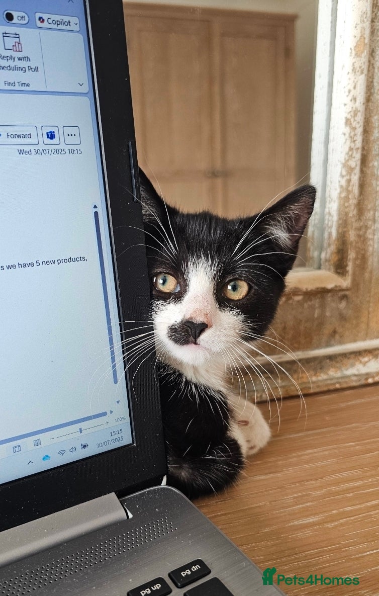 Mixed Breed cats Smudge - friendly loving female cat - Advert 6