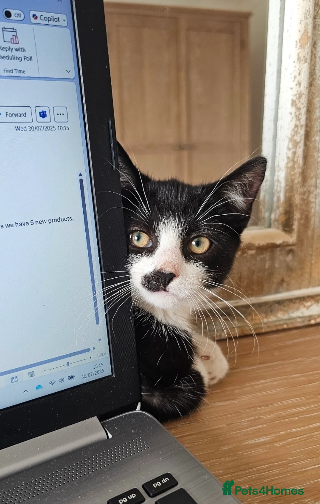 Mixed Breed cats for sale: Smudge - friendly loving female cat - Advert 1