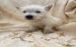 West Highland Terrier dogs for sale: West highland terriers - Image 13