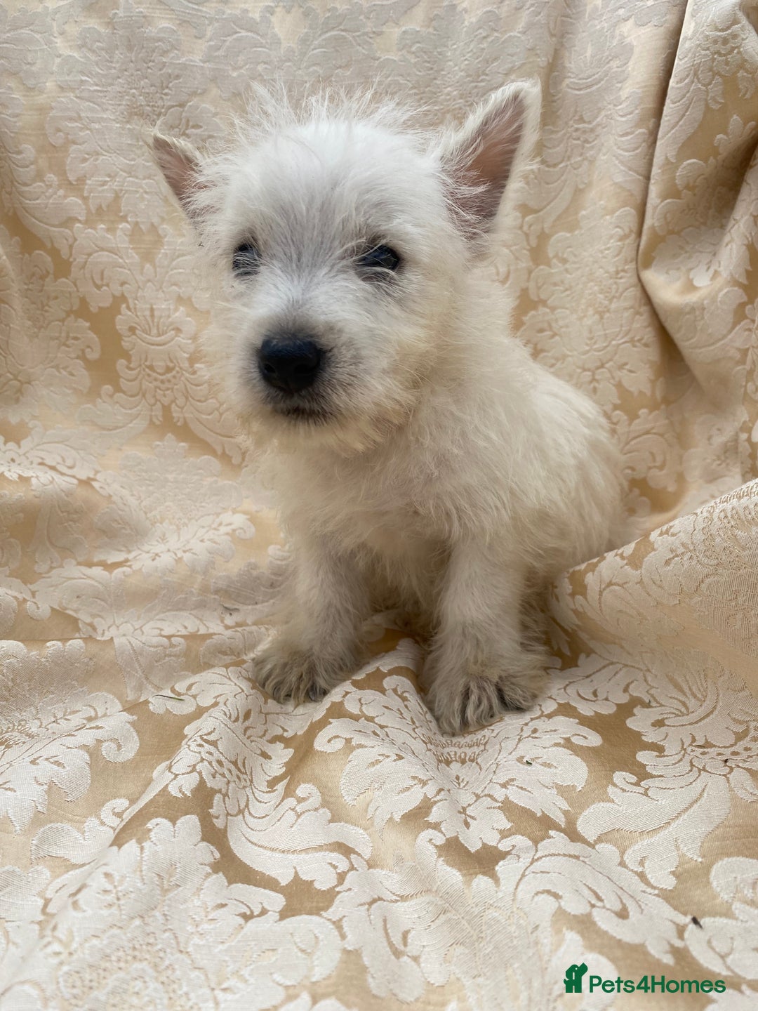 West Highland Terrier dogs for sale: West highland terriers - Image 13