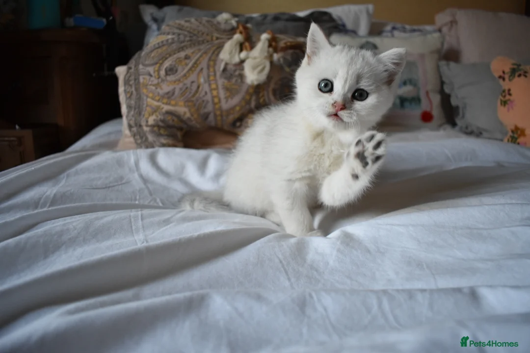 British Shorthair cats for sale: READY NOW PureBred British Shorthair Kittens! - Advert 2