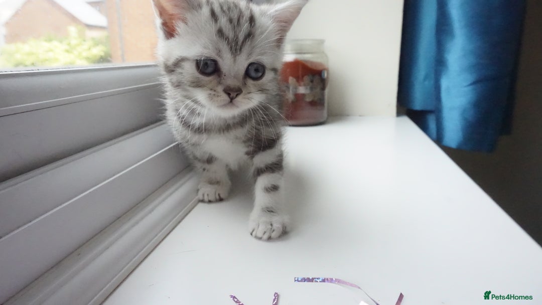 British Shorthair cats for sale: STUNNING British Shorthair Kittens Silver Tabbies - Image 15