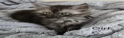 Maine Coon cats for sale: 2 Maine Coon girls. - Advert 19