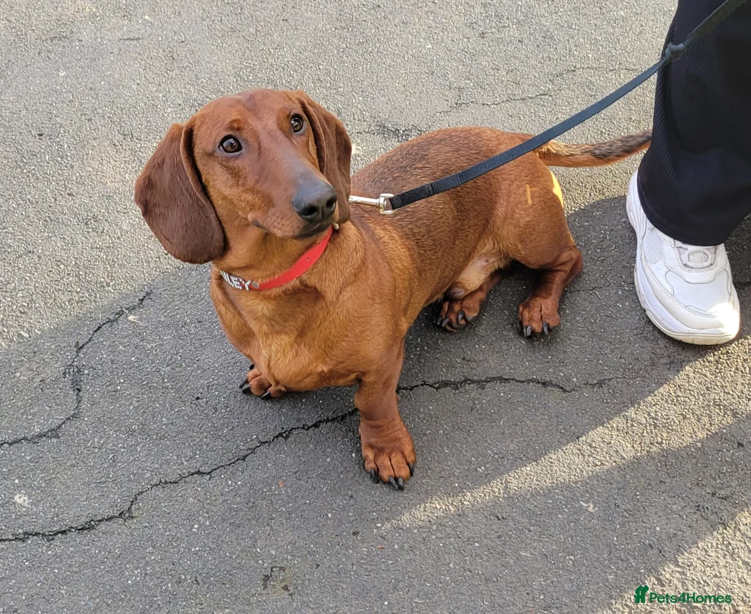 Dachshund dogs for sale: STANDARD DACHSHUND BOY kc registered  - Advert 14