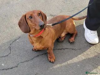 Dachshund dogs STANDARD DACHSHUND BOY KC reg. CHAMPION LINES - Advert 1