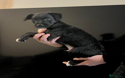 Mixed Breed dogs for sale: Patterjack puppies  - Image 5