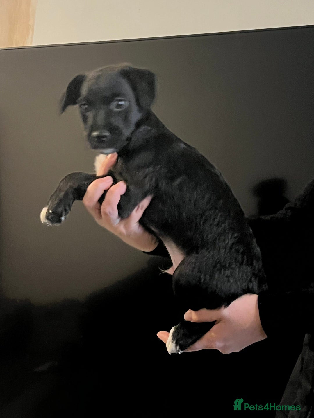 Mixed Breed dogs for sale: Patterjack puppies  - Image 5