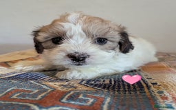 Cavachon dogs for sale: Cavachon Puppies - excellent example!  - Image 28
