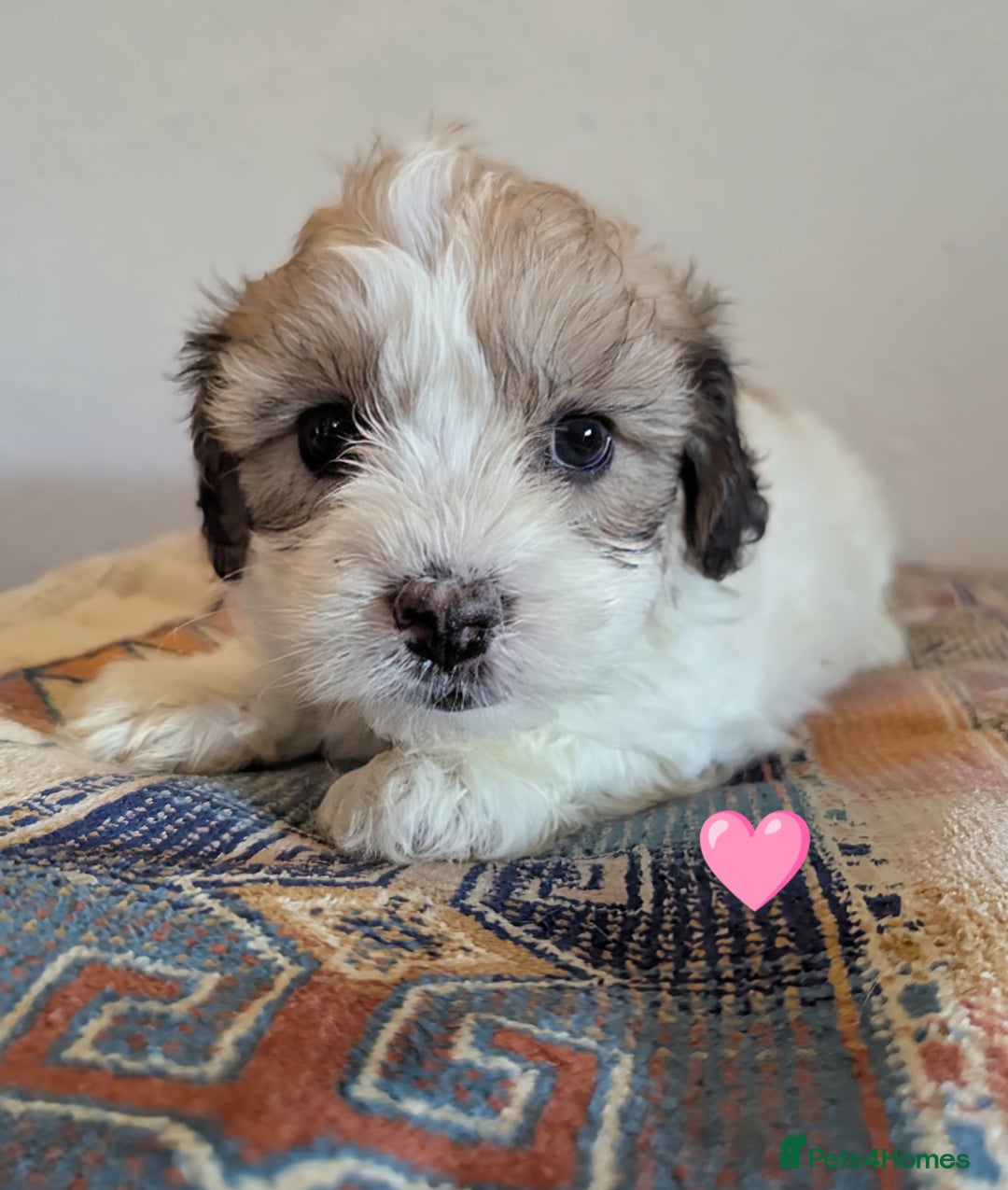 Cavachon dogs for sale: Cavachon Puppies - excellent example!  - Image 28