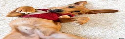 Mixed Breed dogs for sale: Lulu  - Advert 2