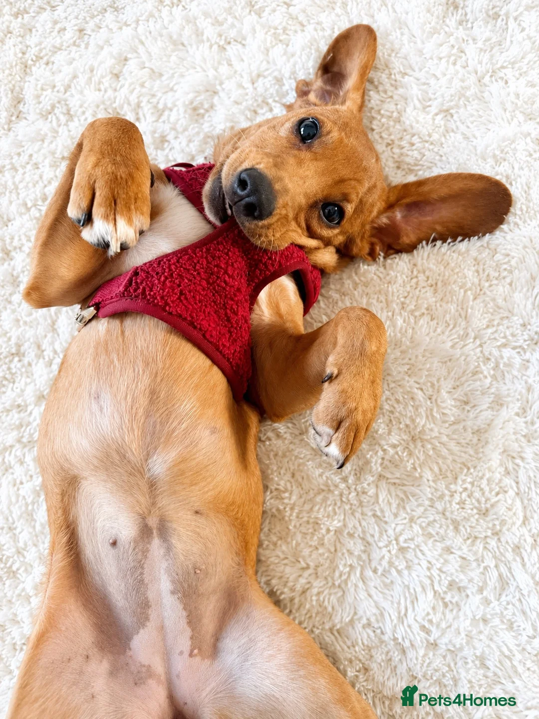 Mixed Breed dogs for sale: Lulu  - Advert 2