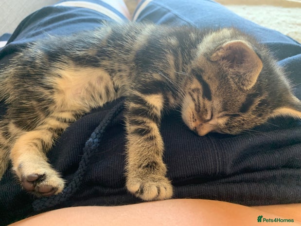 Domestic Shorthair cats - Advert 17