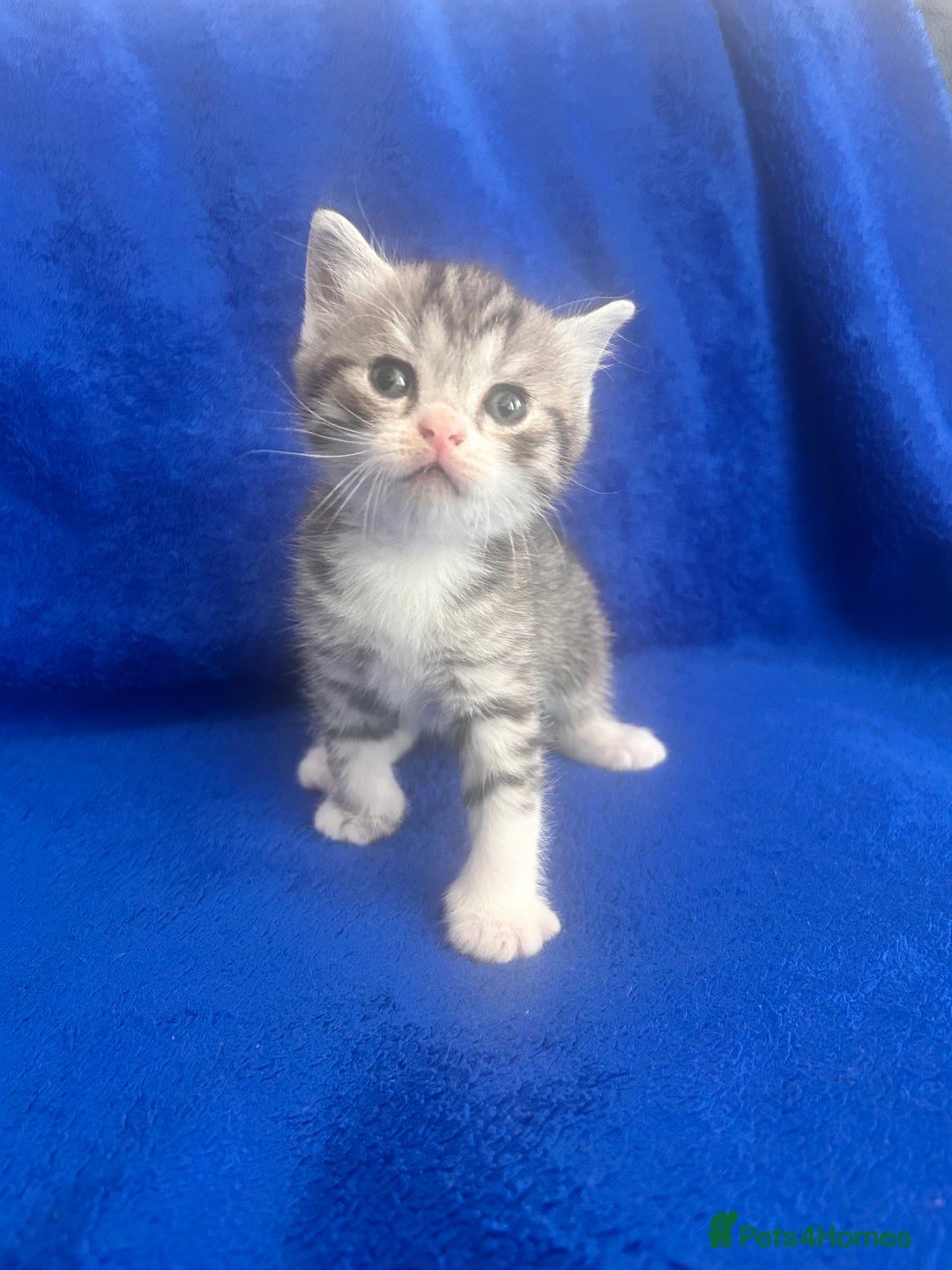 British Shorthair cats for sale: British shorthair kittens  - Image 3