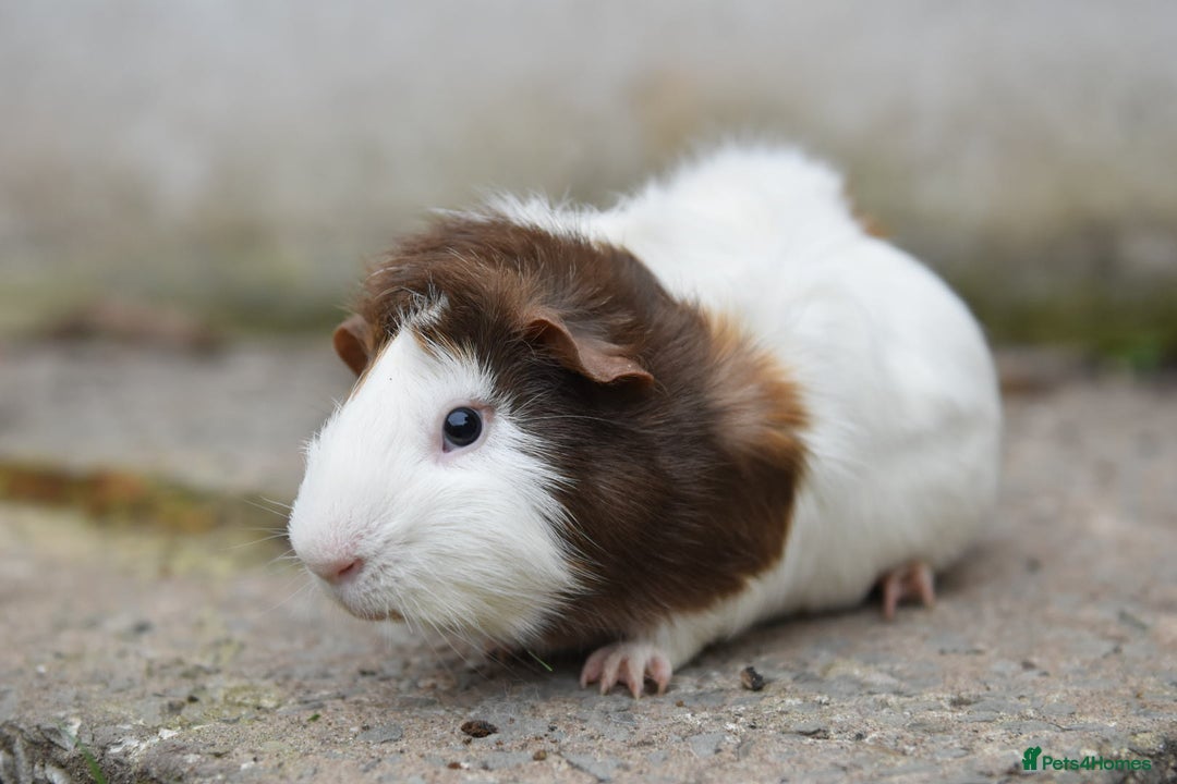 Guinea Pig rodents for sale: 9 Month Old Male Guinea Pigs Looking For Homes in Wigan - Image 24